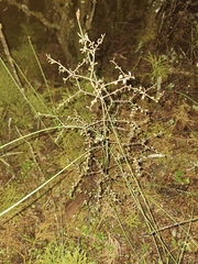 Turner's Pittosporum (Pittosporum turneri)