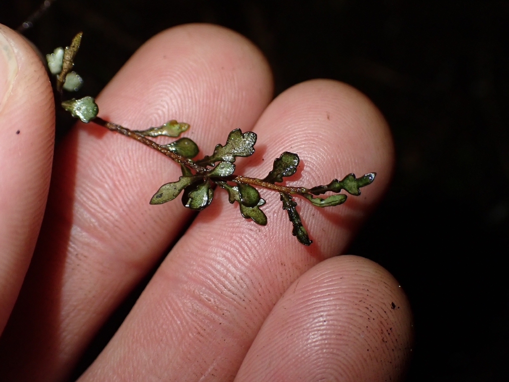Pittosporum turneri; photograph (c) Oscar Dove, some rights reserved (CC BY)