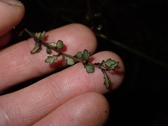 (c) Oscar Dove, some rights reserved (CC BY) Pittosporum turneri, photograph (c) Oscar Dove, some rights reserved (CC BY)