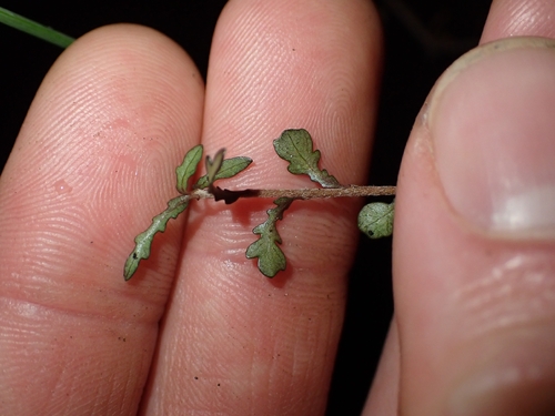 Pittosporum turneri, photograph 3