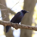 Purple Grackle - Photo (c) Sequoia Janirella Wrens, some rights reserved (CC BY-NC), uploaded by Sequoia Janirella Wrens