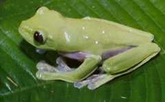 Agalychnis spurrelli