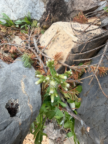 Antennaria racemosa, 2026-07-31