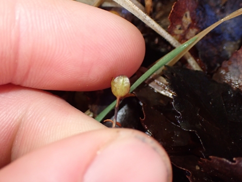 Muehlenbeckia axillaris, photograph 2