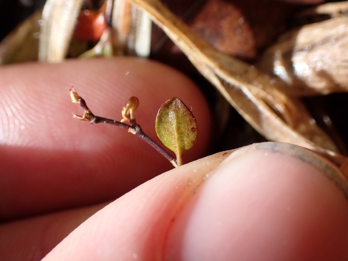 Muehlenbeckia axillaris, photograph 3