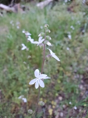 Lithophragma bolanderi