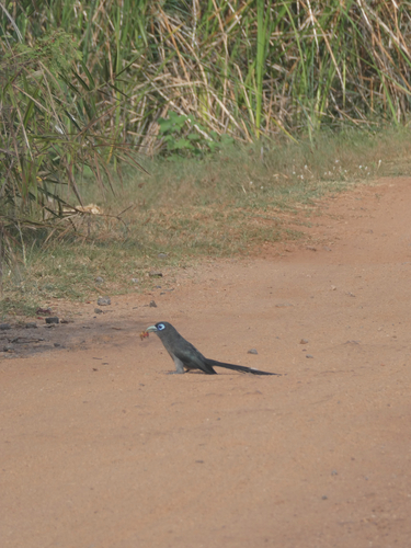 Blue-faced Malkoha