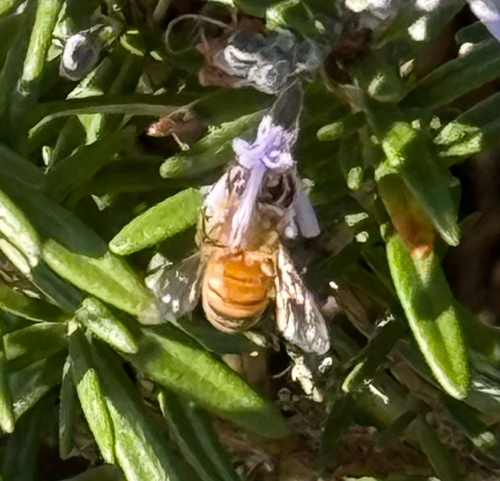 Western Honey Bee