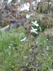 Lithophragma bolanderi