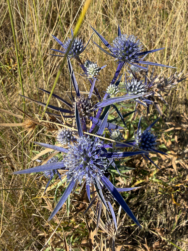 Italian Eryngo