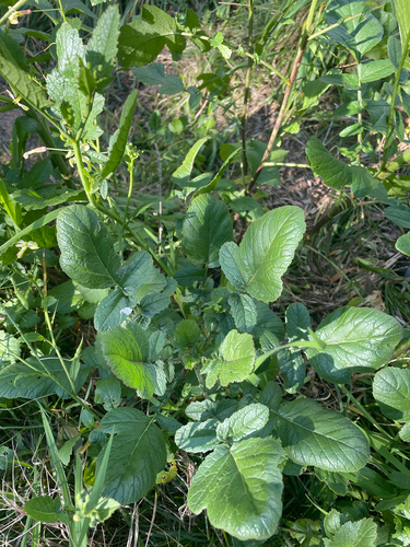 Wild radish