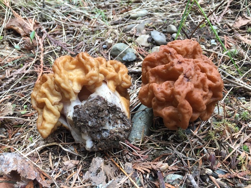 Maublancomyces montanus