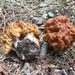 Gyromitra montana - Photo (c) Drew Parker, some rights reserved (CC BY-NC), uploaded by Drew Parker