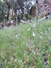 Lithophragma bolanderi