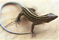 Bridges' Ameiva photo 5