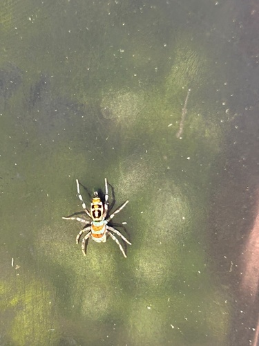 North Queensland Jumping Spider