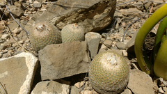 Epithelantha greggii