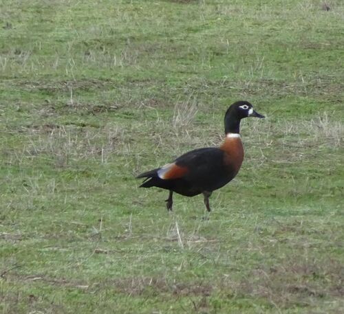 Australian Shelduck