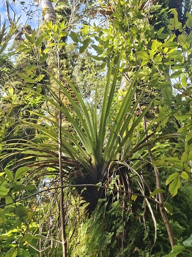 Astelia microsperma observed 2026-08-15