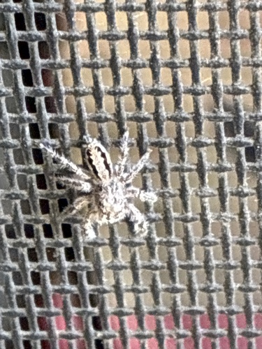 Superb Jumping Spider