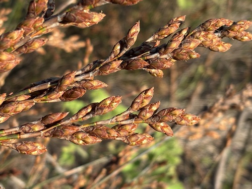 Restio bifurcus (Restio bifurcus)