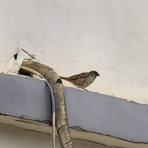 Eurasian Tree Sparrow