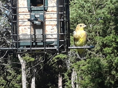 Passeriformes