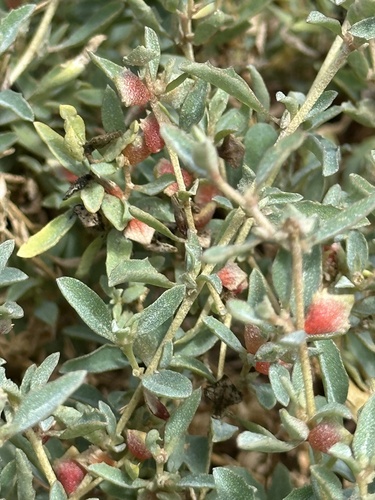 Atriplex semibaccata, photograph 2