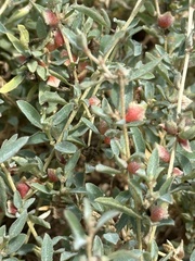 Atriplex semibaccata, photograph (c) Eric Alan Isaacson, some rights reserved (CC BY)