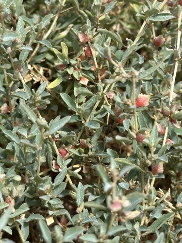 Atriplex semibaccata, photograph 4