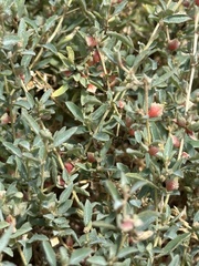 Atriplex semibaccata, photograph (c) Eric Alan Isaacson, some rights reserved (CC BY)