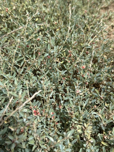 Atriplex semibaccata, photograph 5