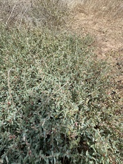 Atriplex semibaccata, photograph (c) Eric Alan Isaacson, some rights reserved (CC BY)