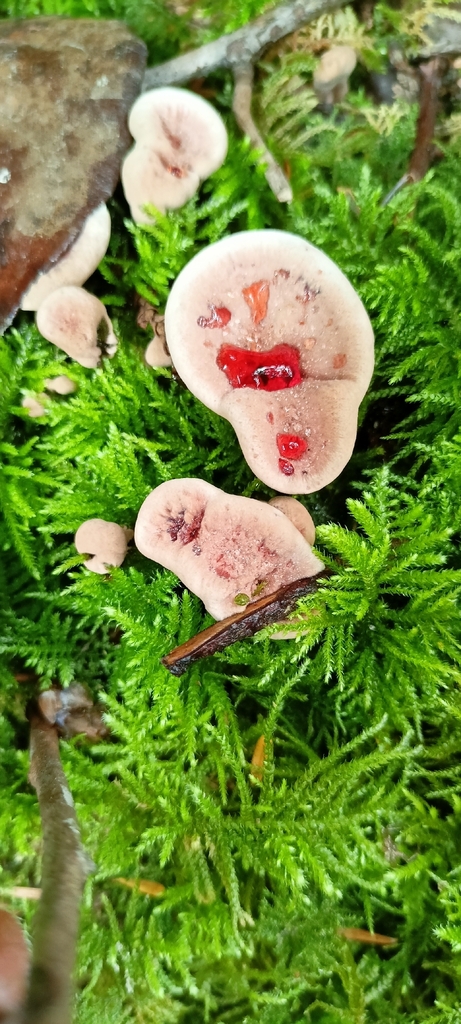 Red-juice Tooth · August 2026 · photo: Photo: no rights reserved · iNaturalist
