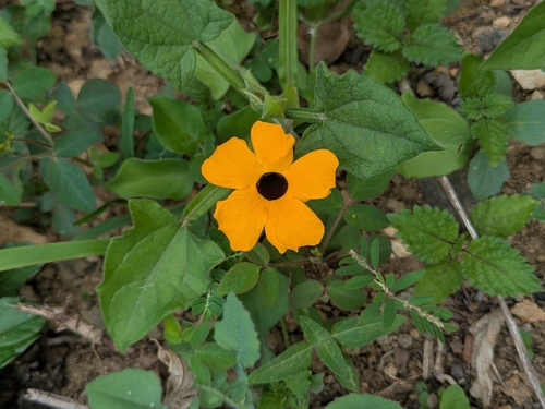 Black-eyed Susan vine