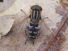 Anasimyia