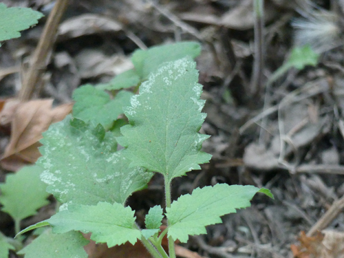 Scrophularia californica, photograph 5