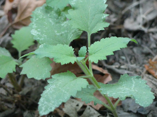 Scrophularia californica, photograph 6