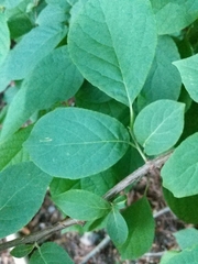Styracaceae