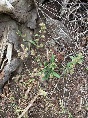 Phacelia heterophylla, 2026-08-14