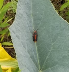 Eichlinia grande