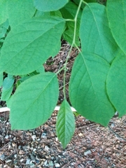 Styracaceae
