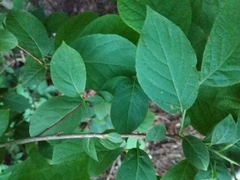 Styracaceae