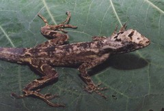 Anolis lyra