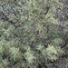 Acacia horrida