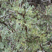 Acacia horrida