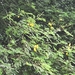 Acacia nilotica