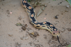 Pituophis vertebralis
