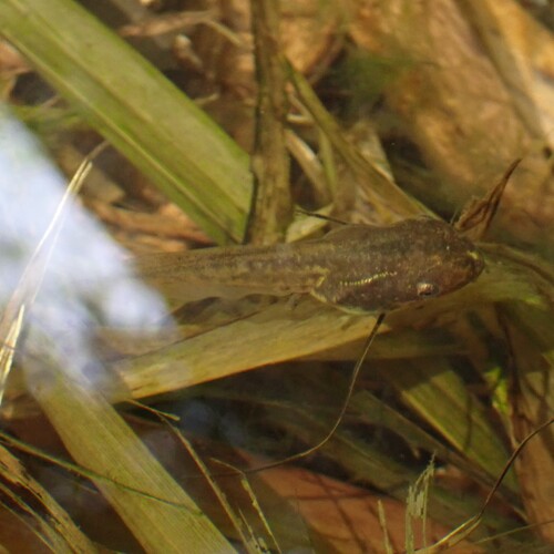 Guenther's Amoy Frog, Hylarana guentheri