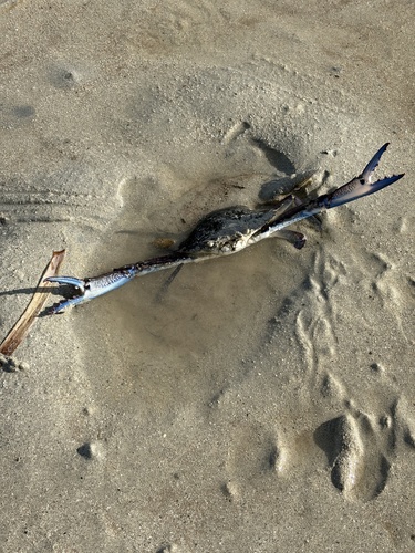 Australian Blue Swimmer Crab
